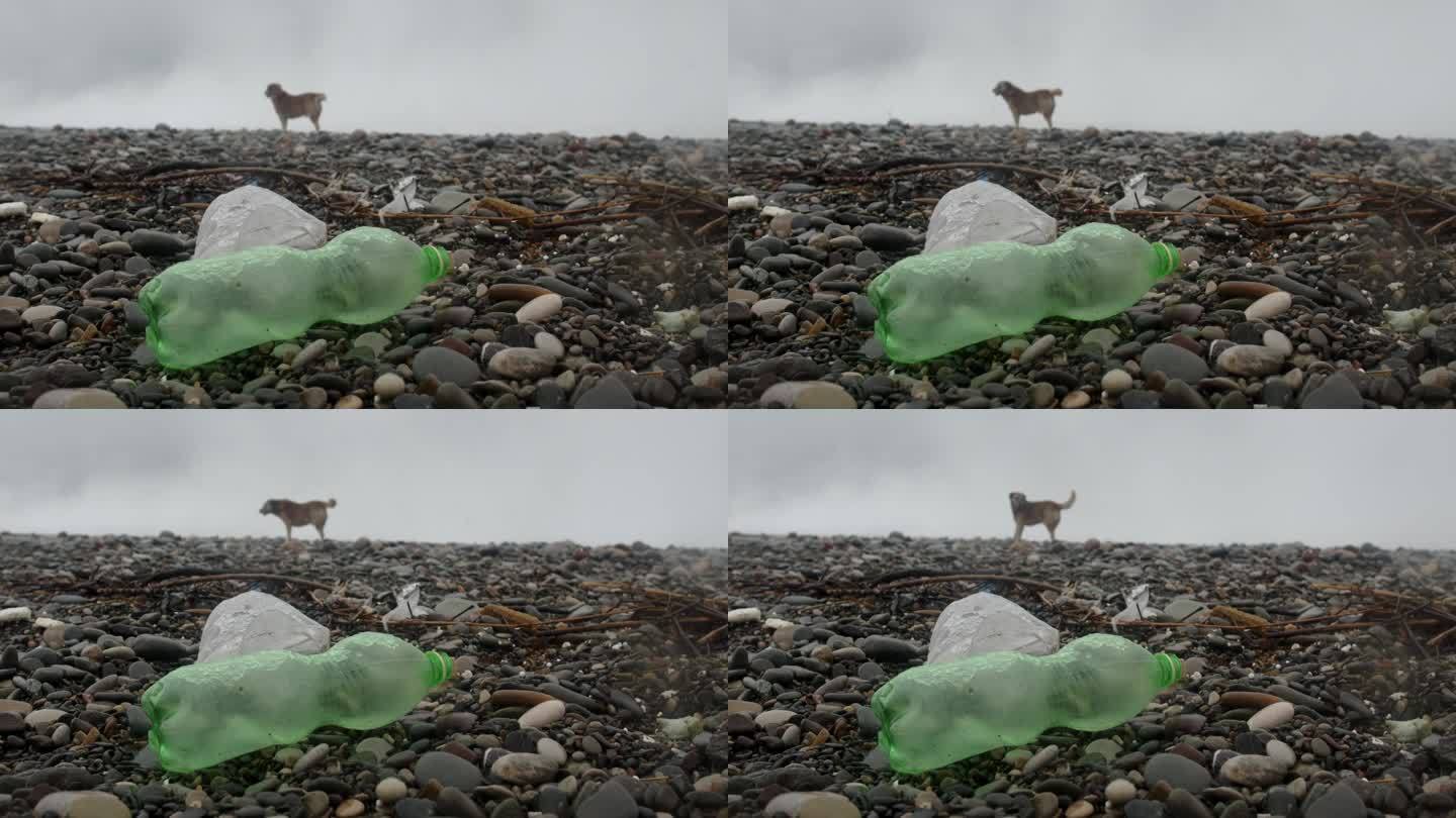 沙滩上的塑料瓶等垃圾在雾、湿、雪、雨的天气里和狗一起奔跑。塑料污染、垃圾和生态问题的危机观念。