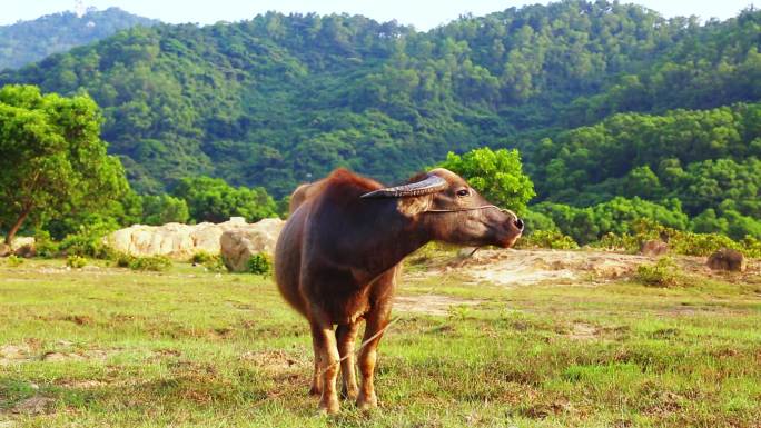 牛 水牛 自然 绿色 动物