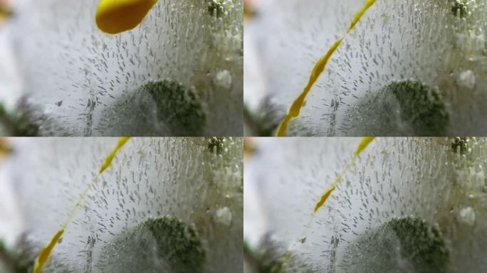 黄色的液体从冰冻的花朵上流下来