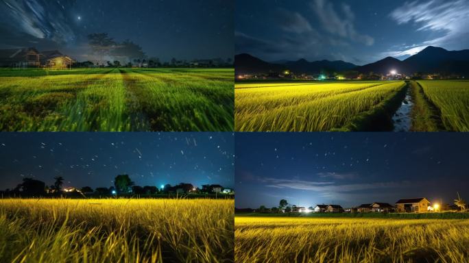 宁静的夜晚稻田