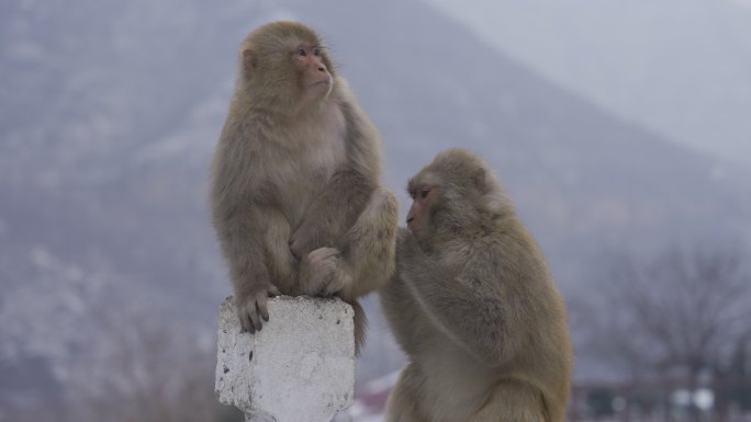 【4k HDR 100帧】两只猕猴