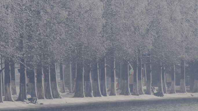 风雪杉树道上的游客06