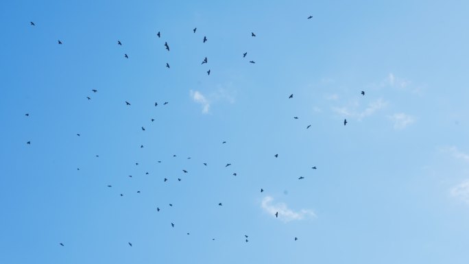 一群鸟在天空盘旋