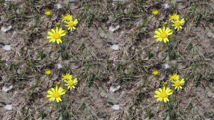 开花的黄色花春草，也被称为东方土泻。印度北阿坎德邦的喜马拉雅地区
