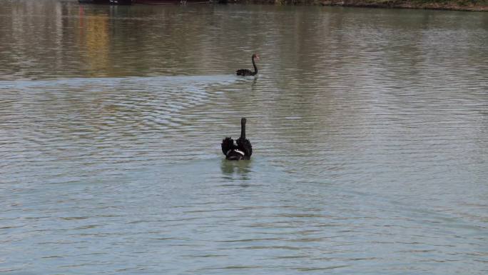 水中游的黑天鹅