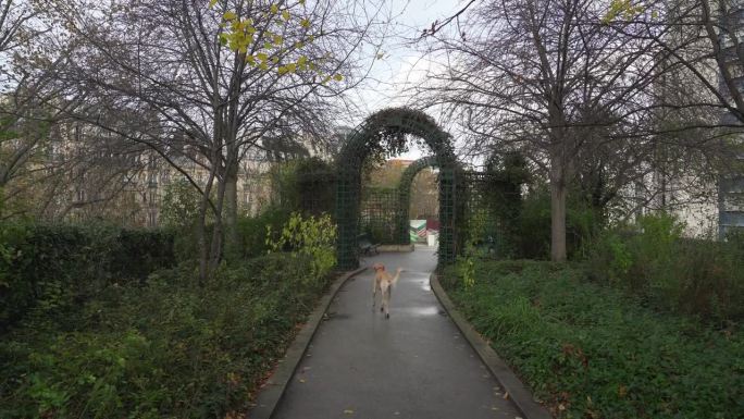 早秋的清晨，可爱的狗在古丽·维特·雷内-杜蒙公园奔跑