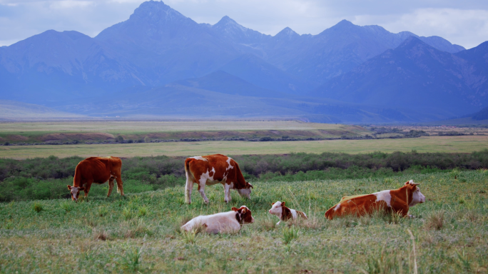 天然草场上的牛群