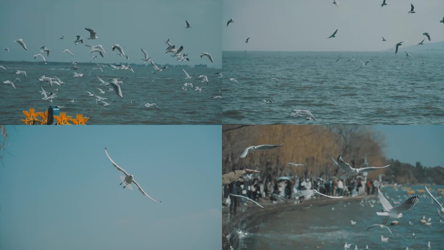 海埂公园-红嘴鸥视频