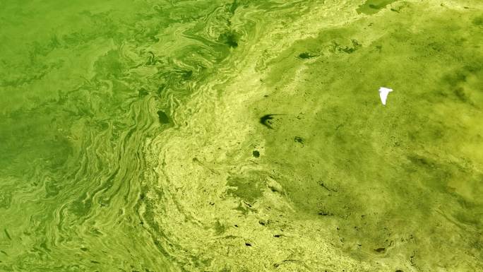 水体富营养化水藻绿藻水质污染