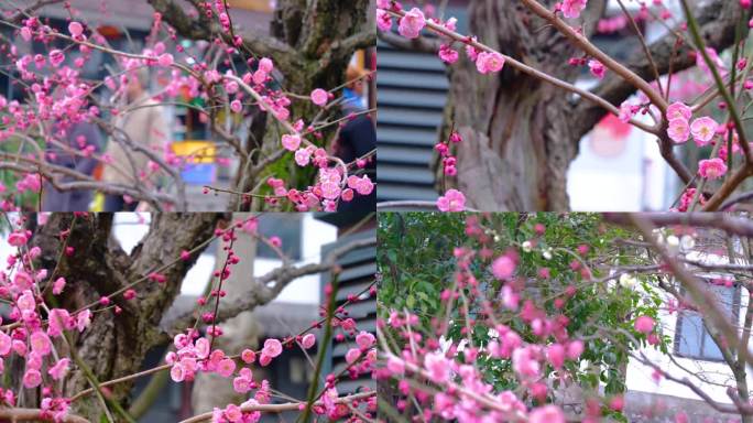 植物园公园梅花花朵开花春天风景视频素材9