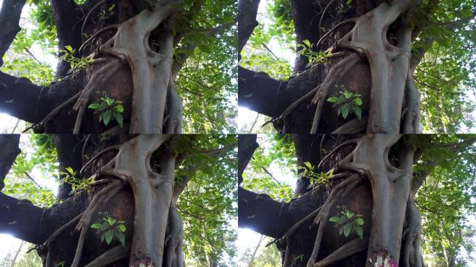 绞杀无花果树。这棵树缠绕并成长为一棵寄主树，最终吞噬并杀死寄主。北阿坎德邦印度。