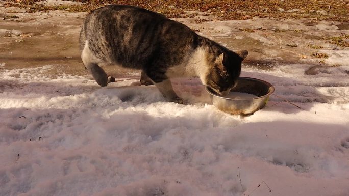 慈善人士把牛奶给饥饿的猫喝。右后腿受伤的流浪猫在后院的冰雪中寻找食物。兽医。流浪猫在冬天