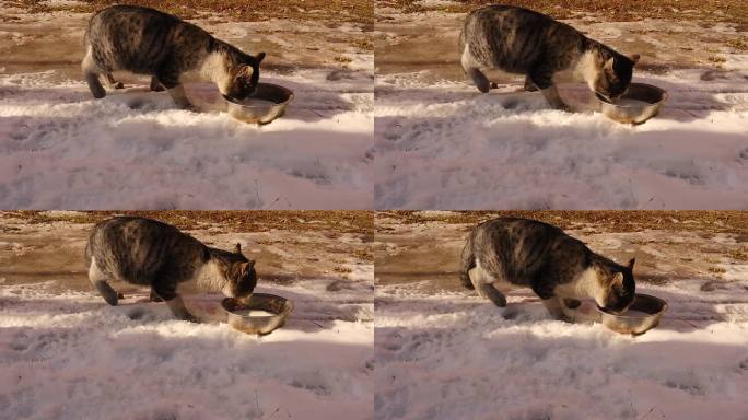 慈善人士把牛奶给饥饿的猫喝。右后腿受伤的流浪猫在后院的冰雪中寻找食物。兽医。流浪猫在冬天