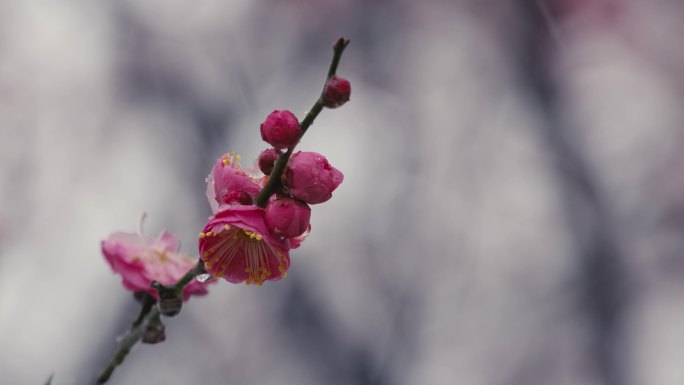 雪中红梅腊梅12