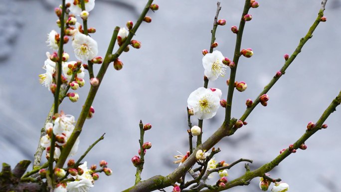 梅花 游龙梅