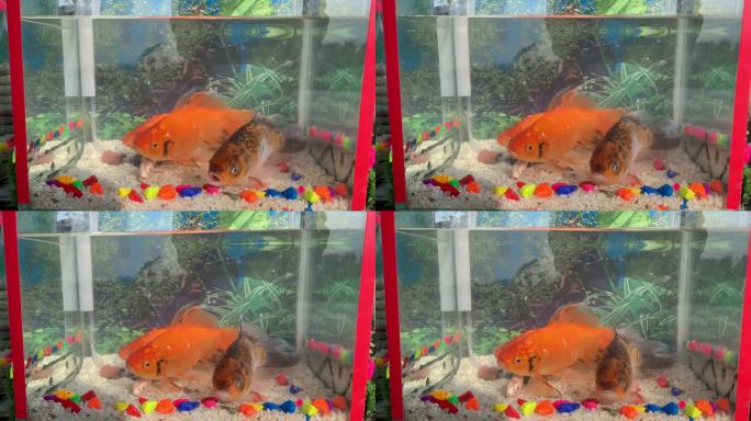 一条金鱼在鱼缸里游泳。橙色和金色的鱼在淡水缸里游泳。橙色和金色的鱼在水下。水族馆里美丽的鱼的特写。