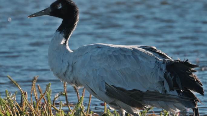 湿地越冬的黑颈鹤