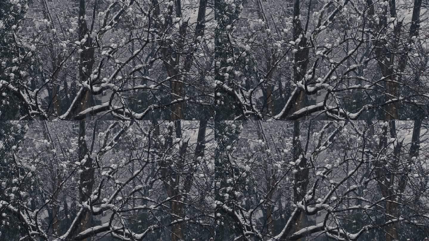 风雪中的秃树树枝