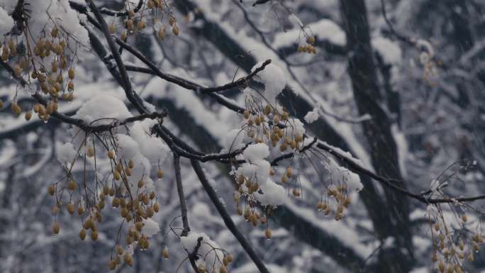 风雪中的苦楝子树02