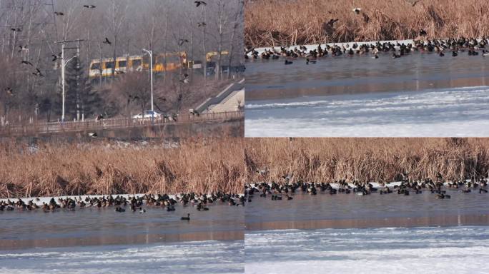 大群水鸟迁徙降落在城中湿地