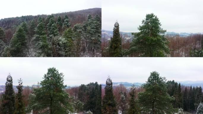 冬季松树雪景