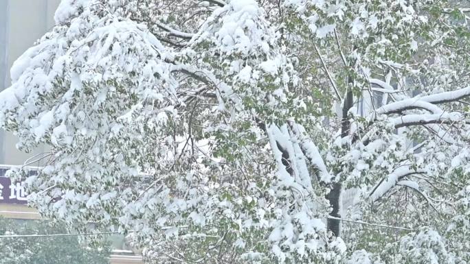 大风，大雪，雪花飘飘，大雪压树枝