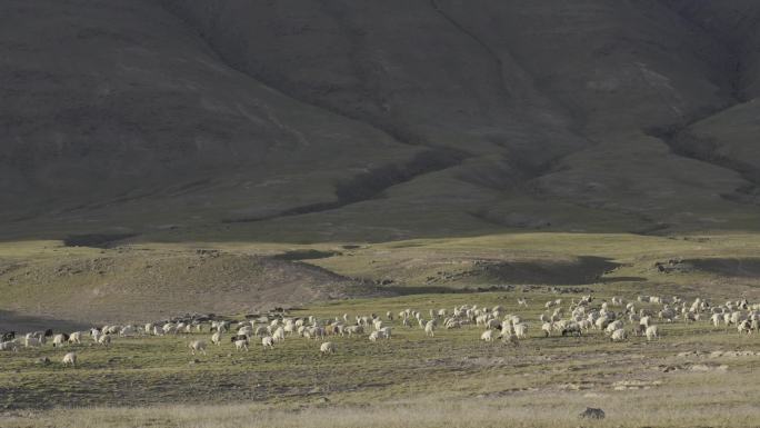 青海高原上的羊群2