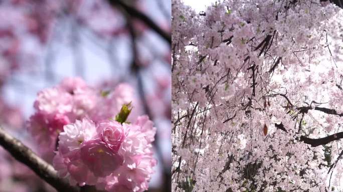 陕西西安青龙寺春天樱花盛开视频特写