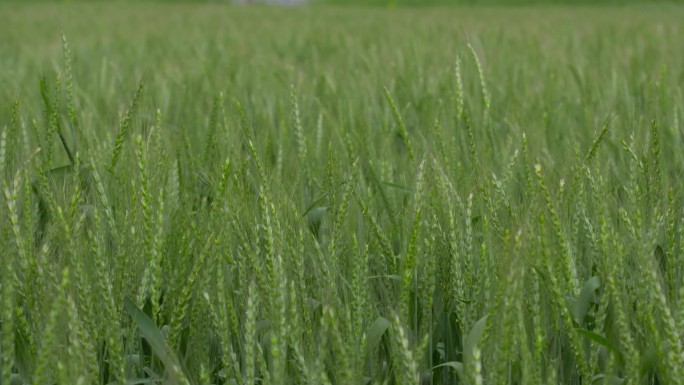 小麦抽穗