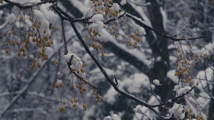 风雪中的苦楝子树01