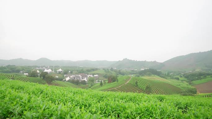 4K-航拍安吉白茶黄杜村茶山茶树茶叶种植