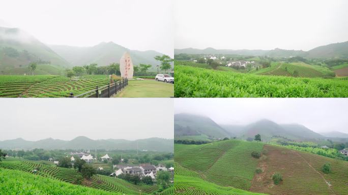 4K-航拍安吉白茶黄杜村茶山茶树茶叶种植