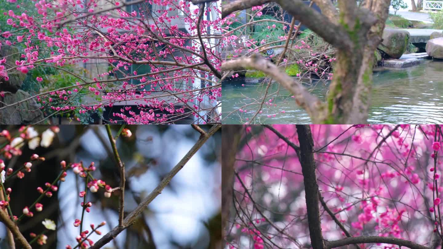 植物园公园梅花花朵开花春天风景视频素材9