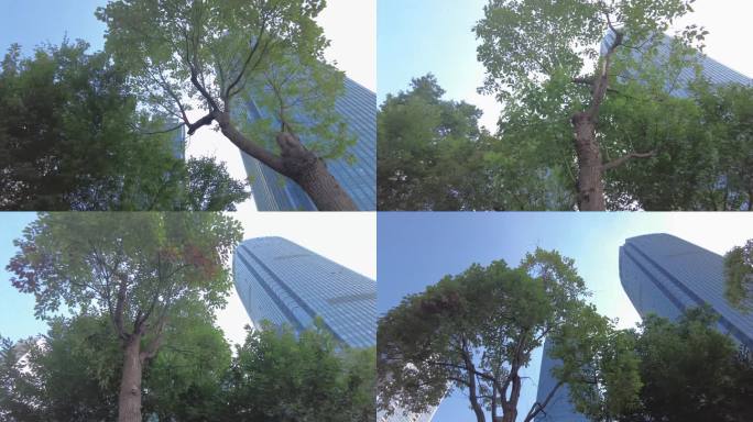 透过树枝叶仰望城市高楼大厦