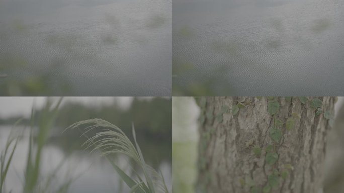 4Kslog成都湿地公园空镜