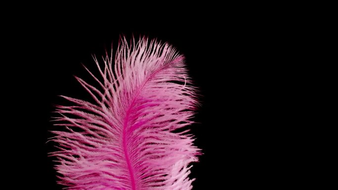 粉红色的羽毛纹理，黑色背景上柔软的羽毛特写。柔软和皮毛柔嫩的概念。