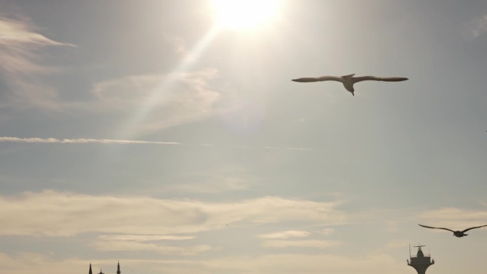 晴朗的日子里，海鸥在博斯普鲁斯海峡上空飞翔