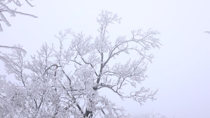 4k雾凇，冬天雪景，冬季大山里，寒冷冬季