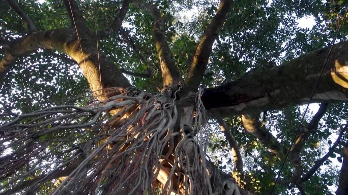榕树榕(Ficus benghalensis)悬挂支柱根的孤立照片。北阿坎德邦印度。
