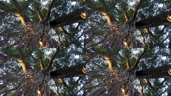 榕树榕(Ficus benghalensis)悬挂支柱根的孤立照片。北阿坎德邦印度。