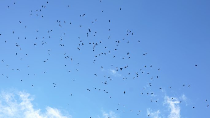 一群鸟在天空盘旋