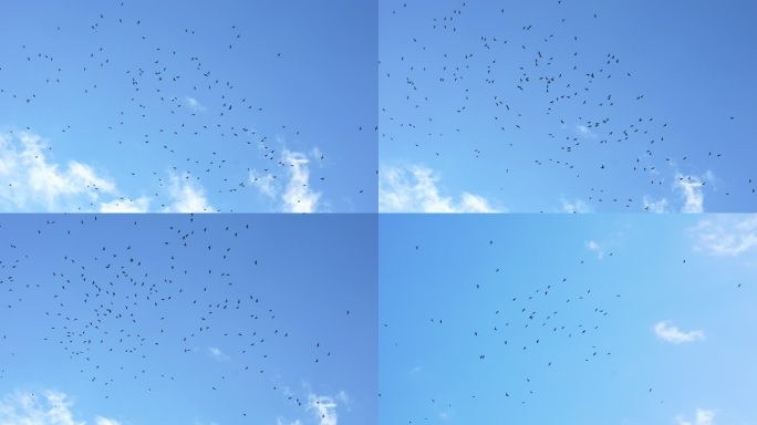 一群鸟在天空盘旋