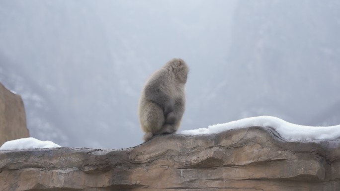 【4k HDR 100帧】雪地上的猕猴