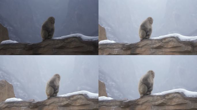 【4k HDR 100帧】雪地上的猕猴