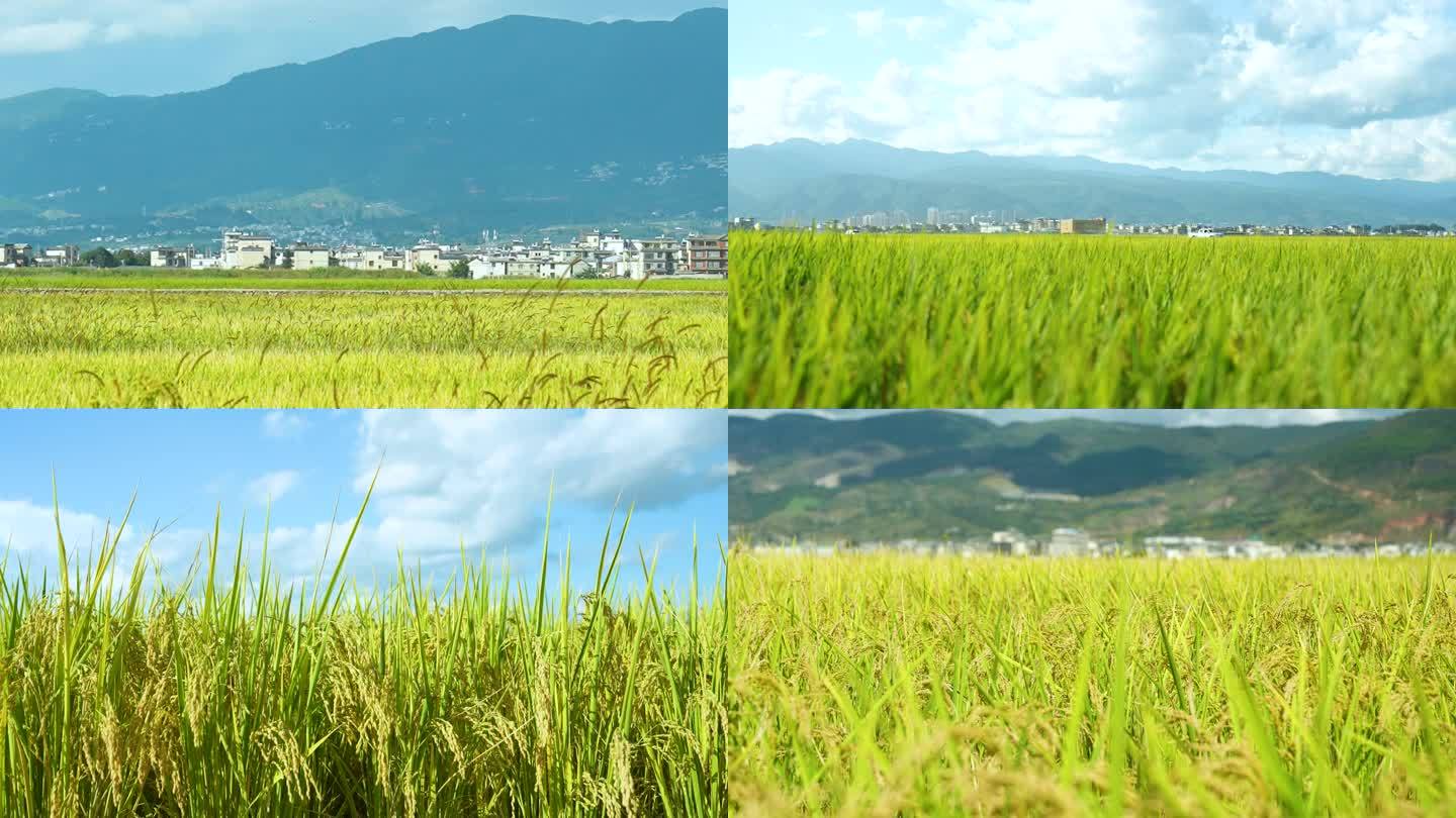 【4K】水稻田 马 白鹭