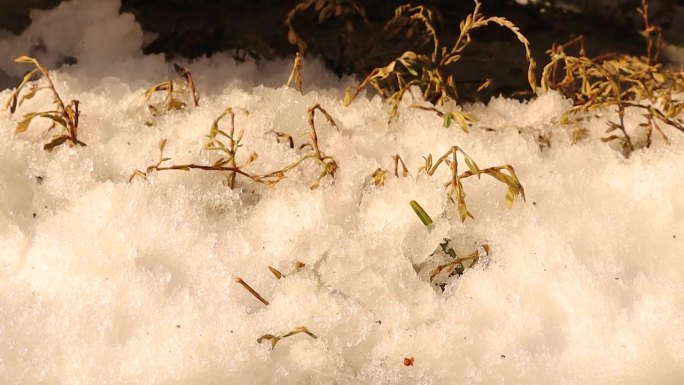 野生森林草地上融化的冰雪。大自然的季节变化。
碧绿的春草穿过融化的雪，春意自然的背景。
绿草下的雪在