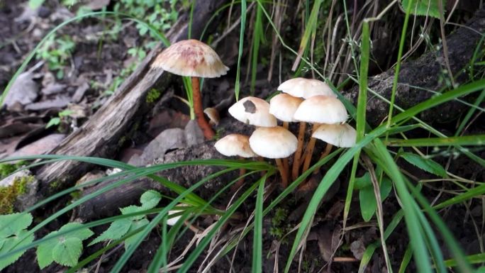 生长在印度喜马拉雅地区森林中的裸子菇。