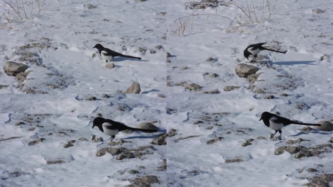 喜鹊在雪地觅食