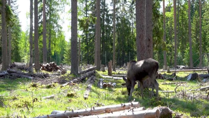 森林之王，一只瑞典驼鹿走过一片松树林