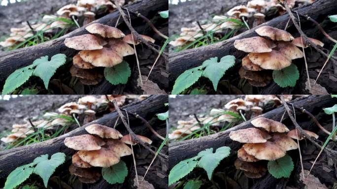 蜜菌，蜜环菌，生长在印度喜马拉雅地区的森林中。